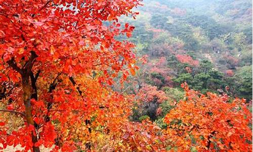 北京香山红叶节_北京香山红叶节时间